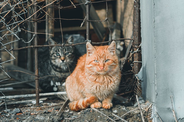 LE GUIDE PRATIQUE DE LA REGLEMENTATION ANIMALIERE - Mairie d'Eguilles