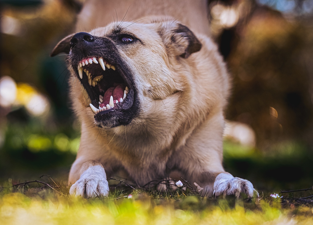 LE GUIDE PRATIQUE DE LA REGLEMENTATION ANIMALIERE - Mairie d'Eguilles